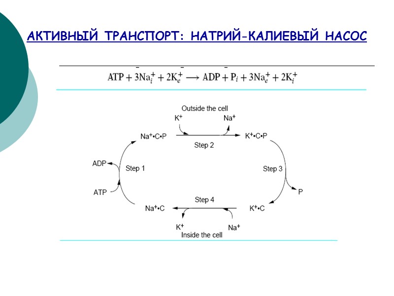 АКТИВНЫЙ ТРАНСПОРТ: НАТРИЙ-КАЛИЕВЫЙ НАСОС